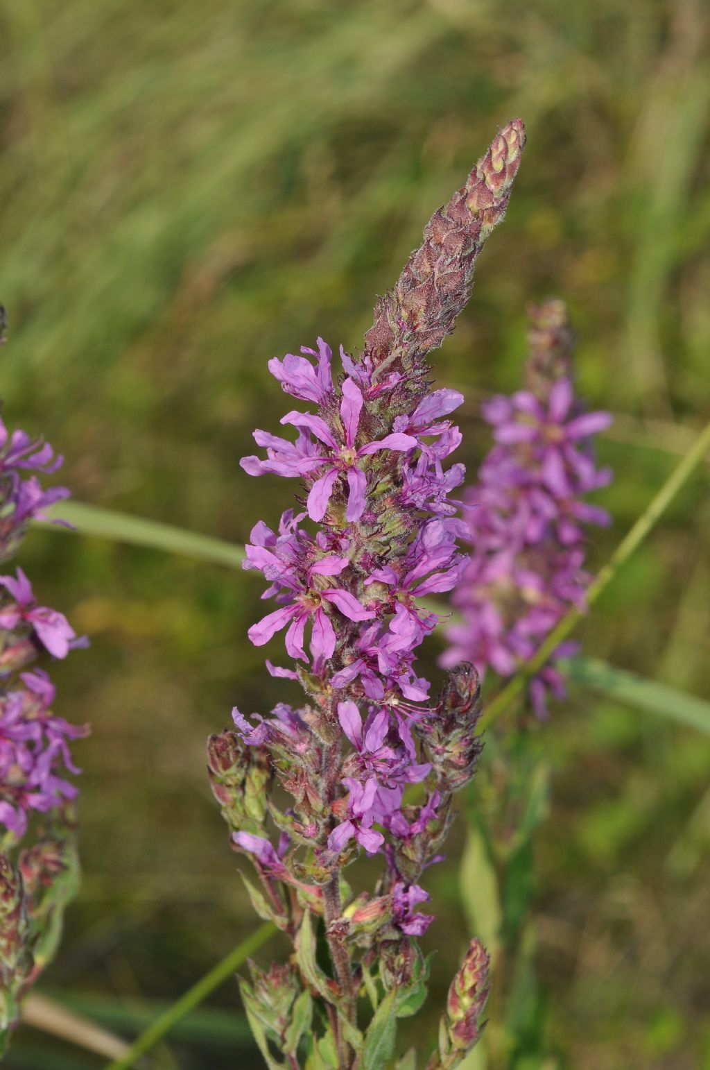 Ambiente retrodunale - Lythrum salicaria