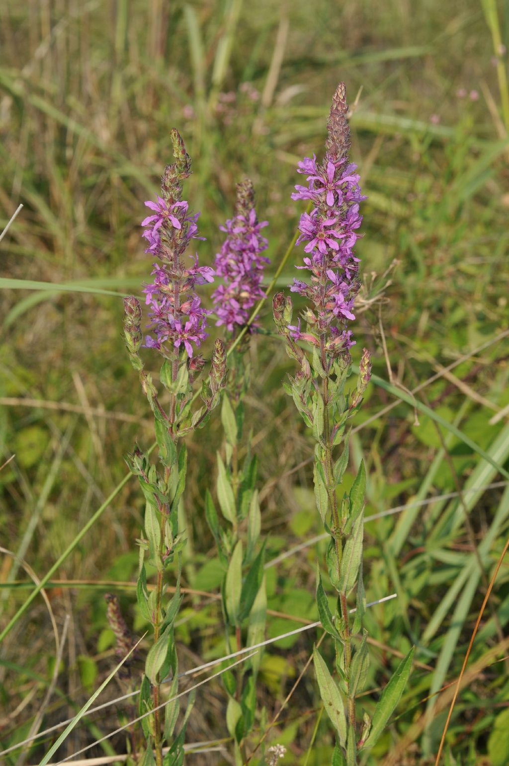 Ambiente retrodunale - Lythrum salicaria