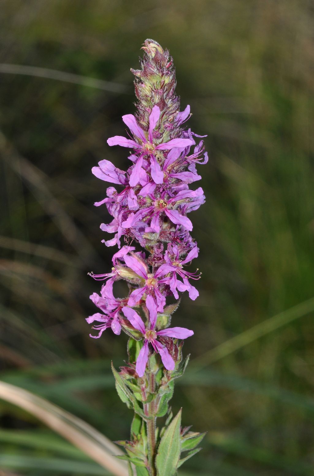 Ambiente retrodunale - Lythrum salicaria