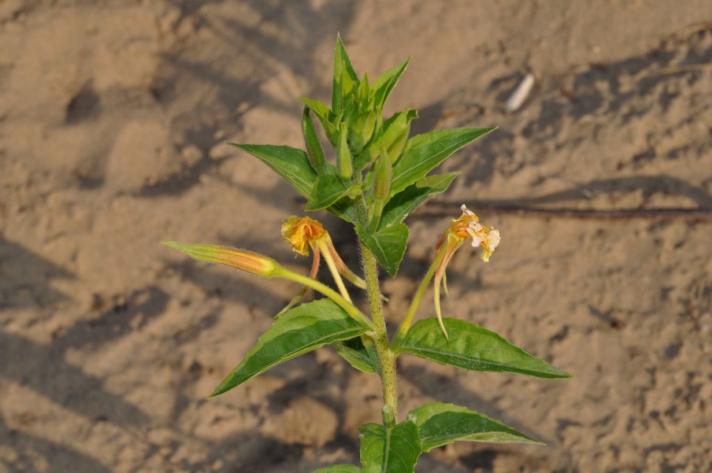 Oenothera glazioviana / Enagra di Lamark