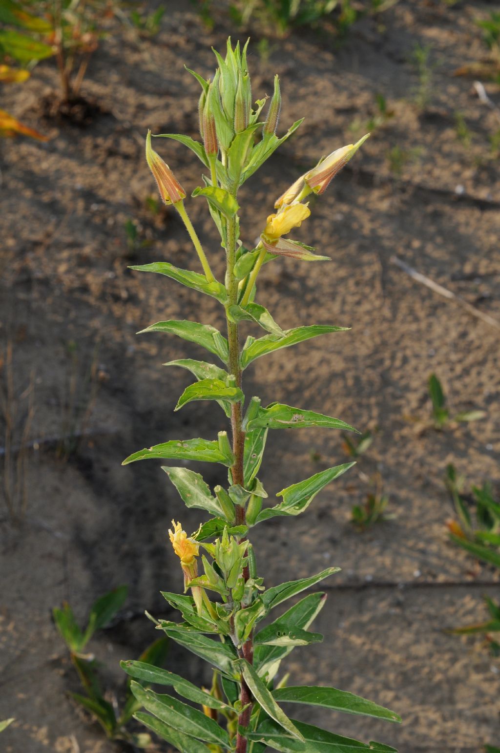 Oenothera glazioviana / Enagra di Lamark