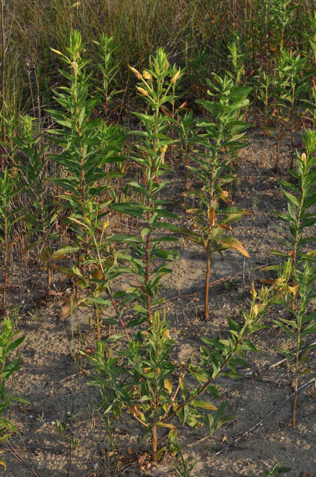 Oenothera glazioviana / Enagra di Lamark