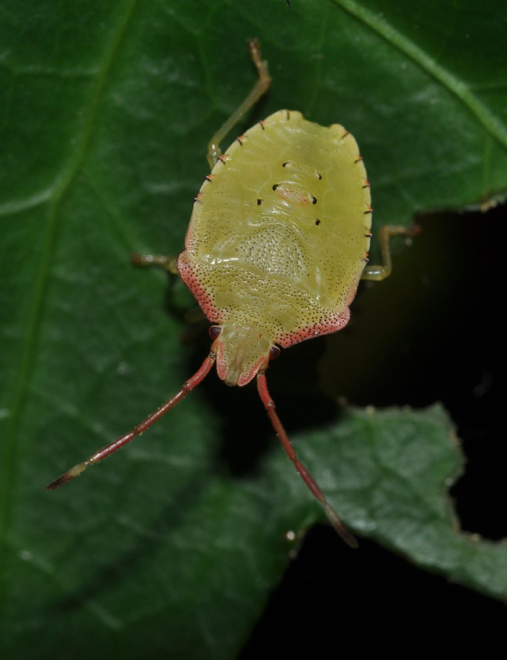 Acanthosomatidae: ninfa di Acanthosoma haemorrhoidale