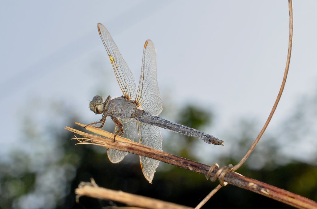 Orthetrum coerulescens, femmina