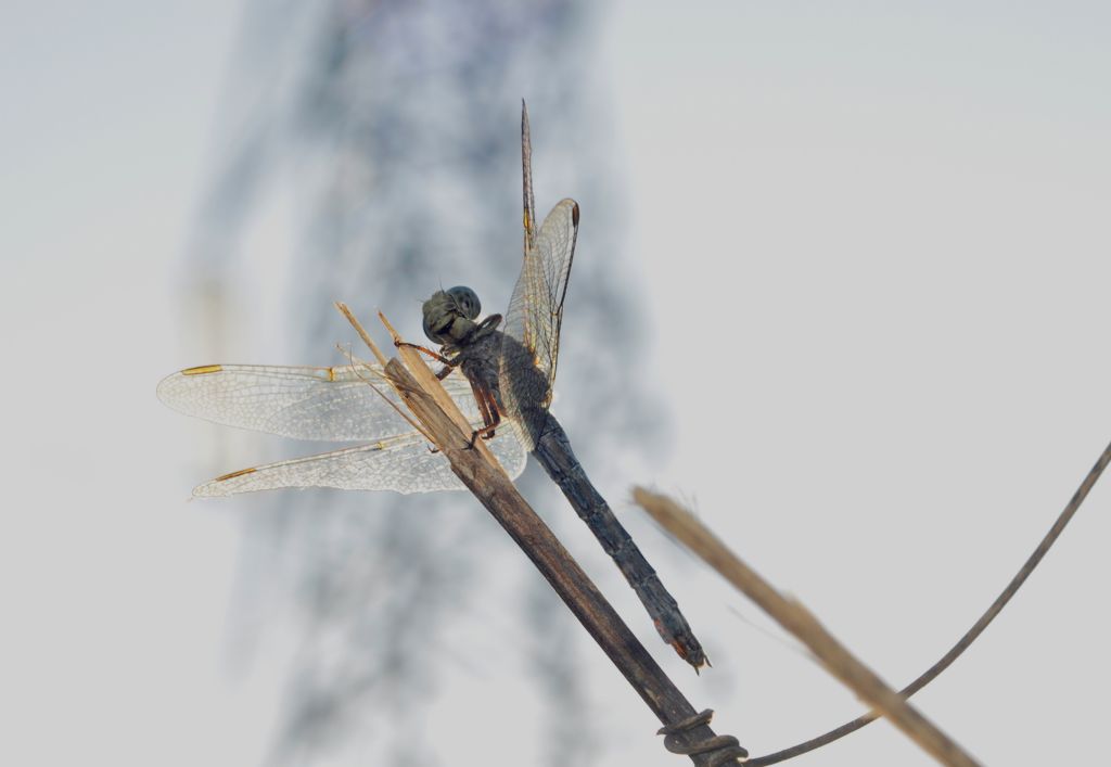 Orthetrum coerulescens, femmina