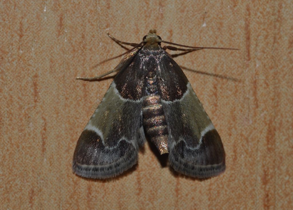 da identificare - Pyralis farinalis, Pyralidae