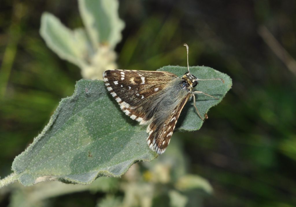 Hesperiidae da id...