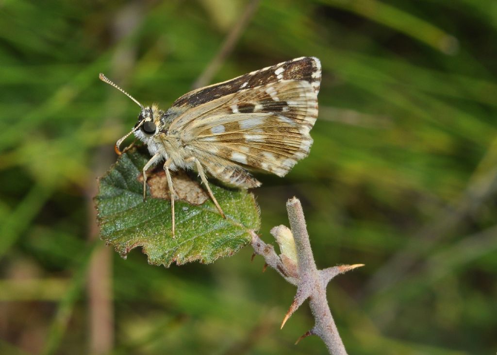 Hesperiidae da id...