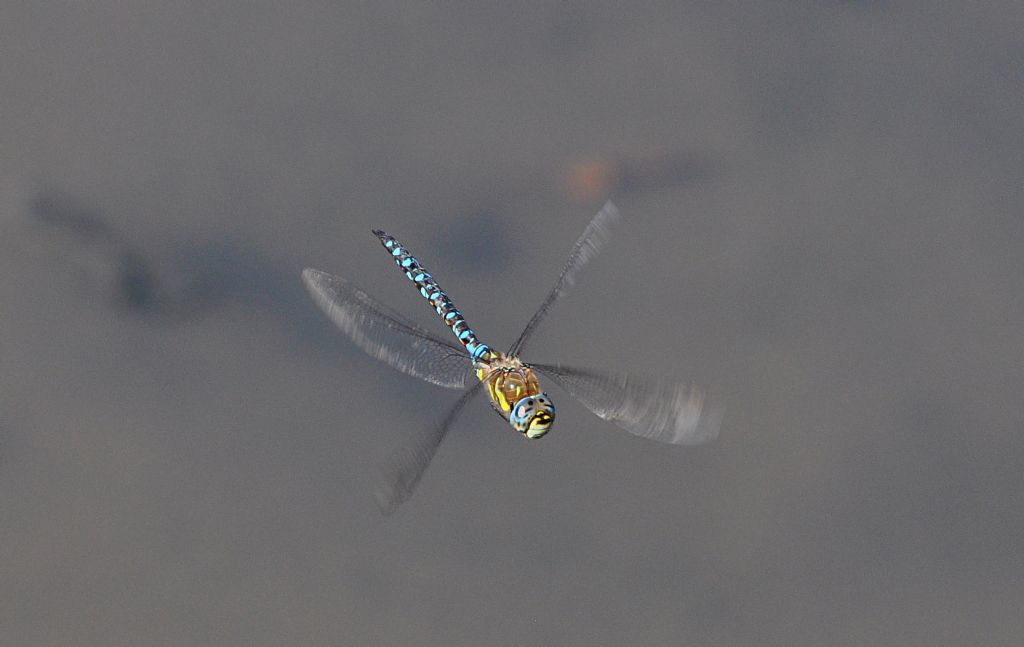 Aeshna mixta...mai ferma!