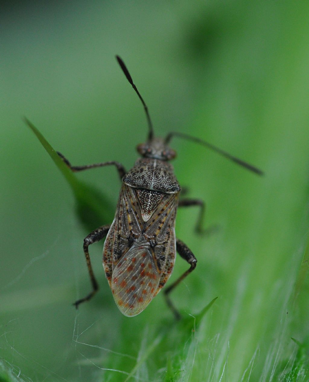 Rhopalidae: Stictopleurus punctatonervosus