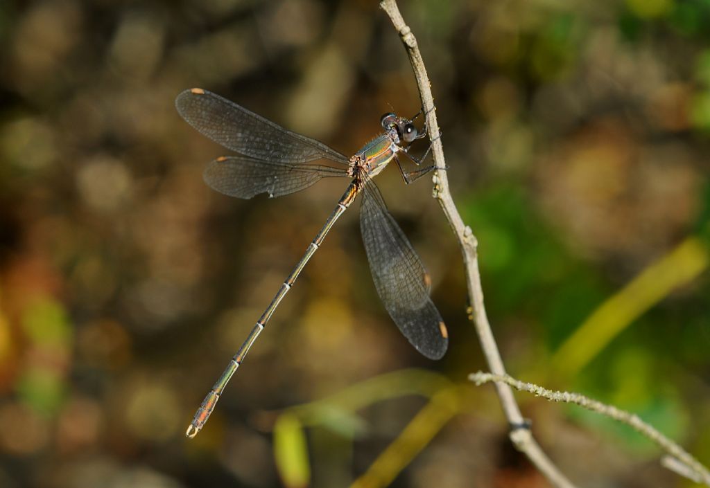 Chalcolestes da id... C. viridis