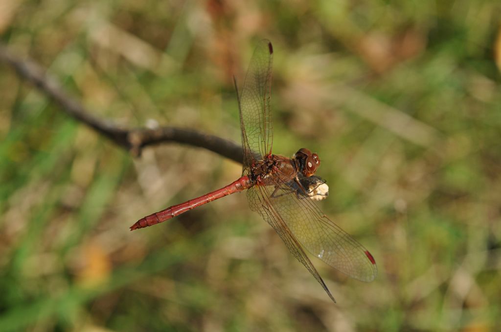 Sympetrum da id... S. meridionale