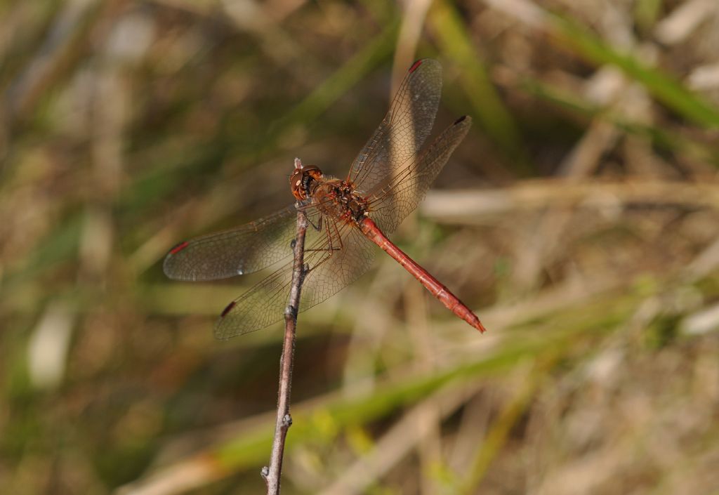 Sympetrum da id... S. meridionale