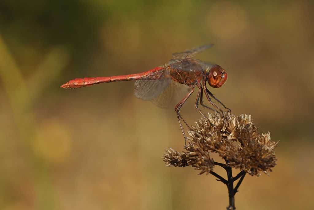 Sympetrum da id... S. meridionale