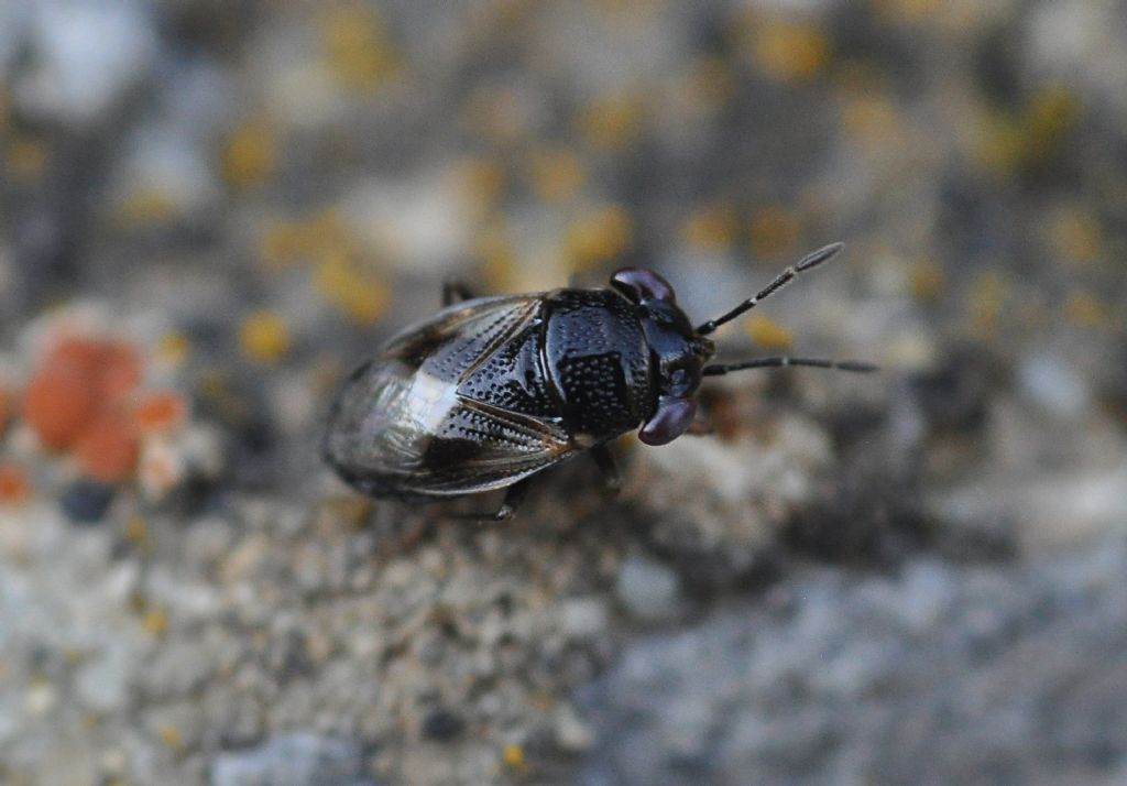 Lygaeidae: Geocoris lapponicus