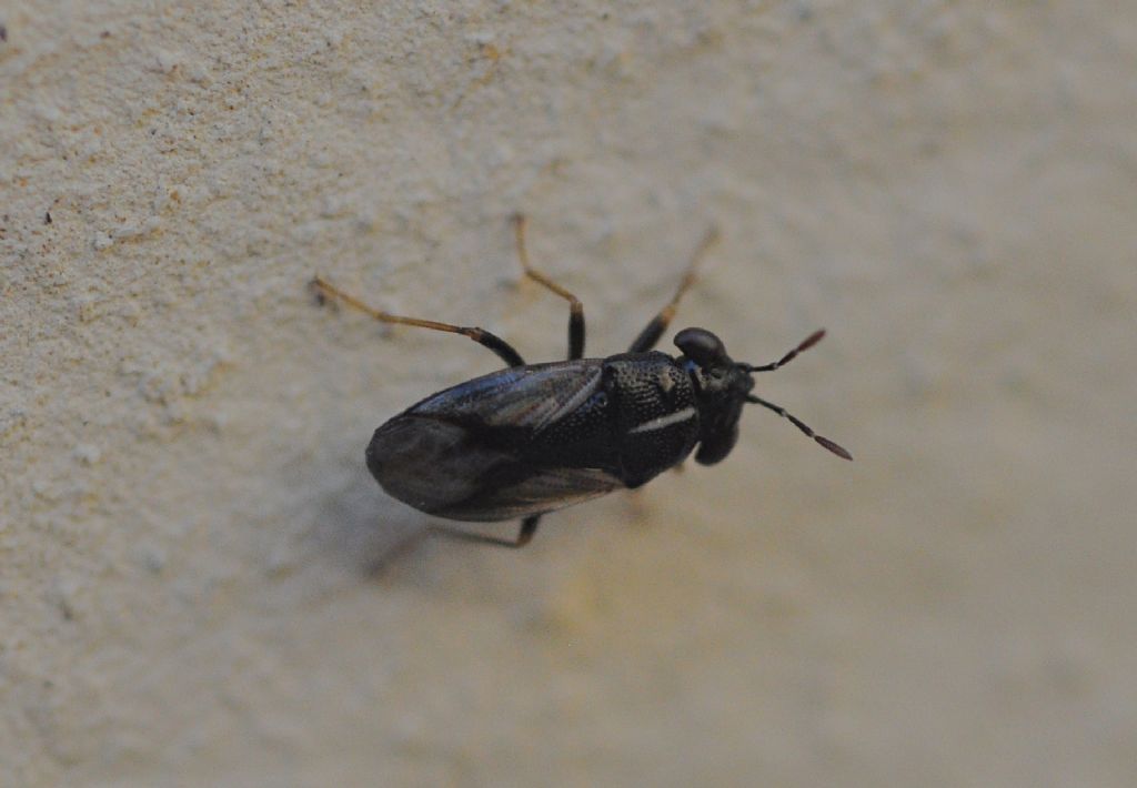 Lygaeidae: Geocoris lapponicus