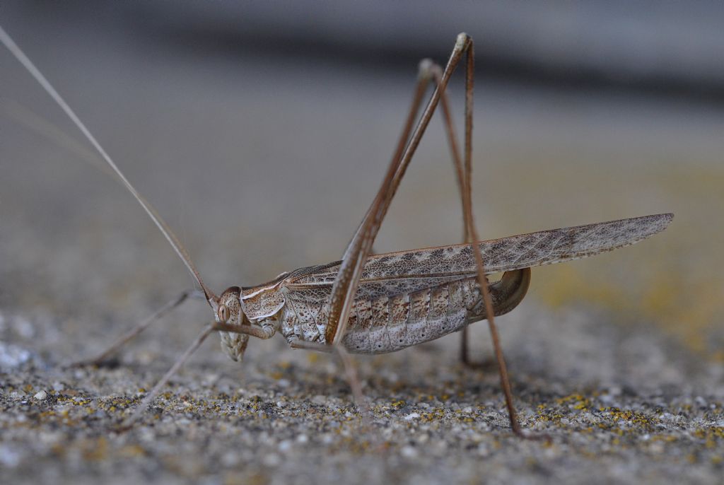 Tylopsis lilifolia (Phaneropteridae), femmina