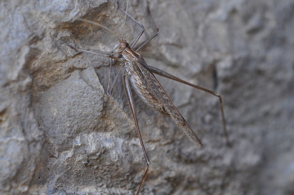 Tylopsis lilifolia (Phaneropteridae), femmina