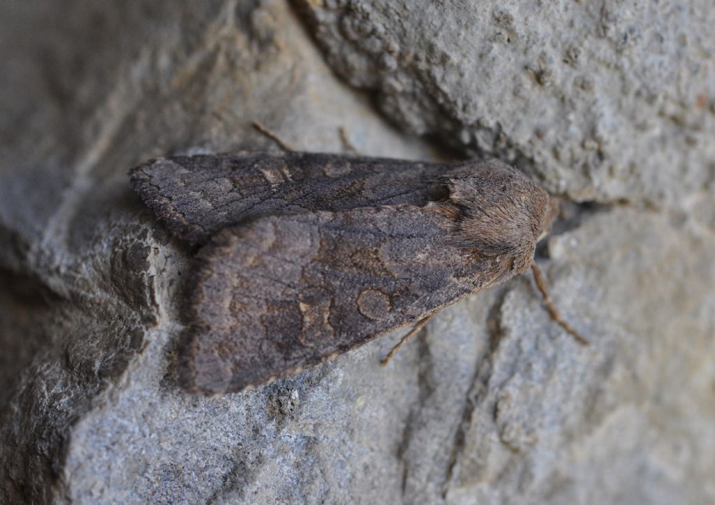 Noctuidae da id: Aporophyla sp.