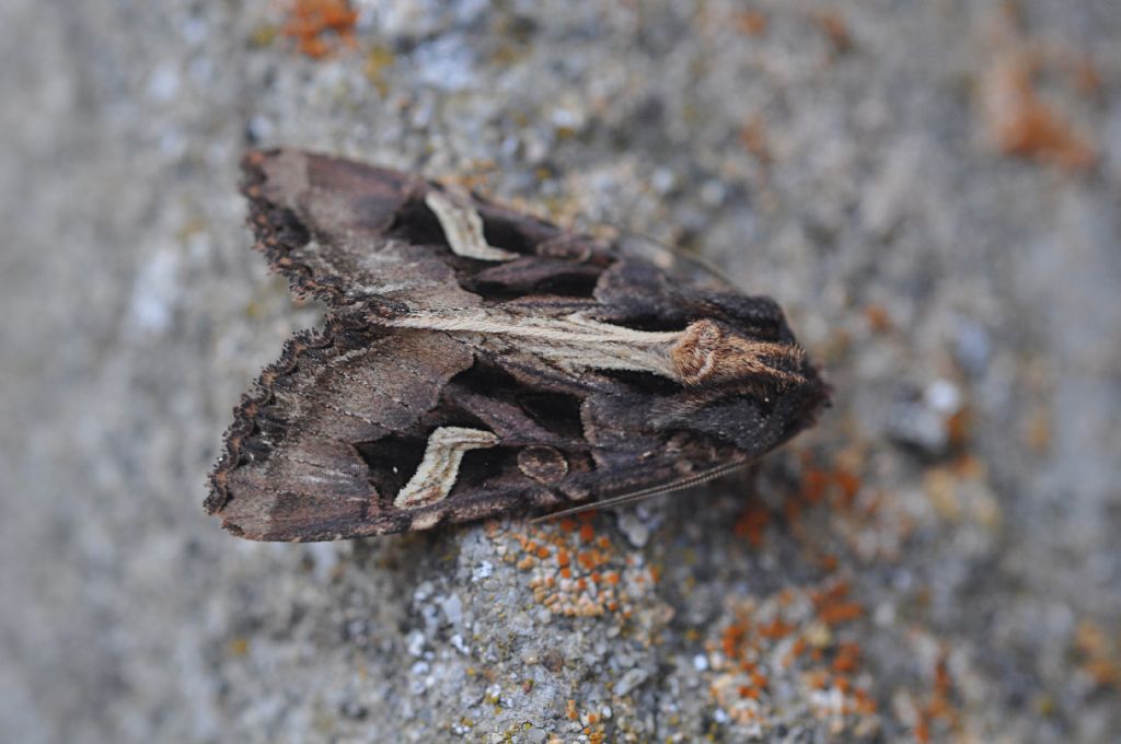 Noctuidae da id (2) - Trigonophora (Trigonophora) flammea