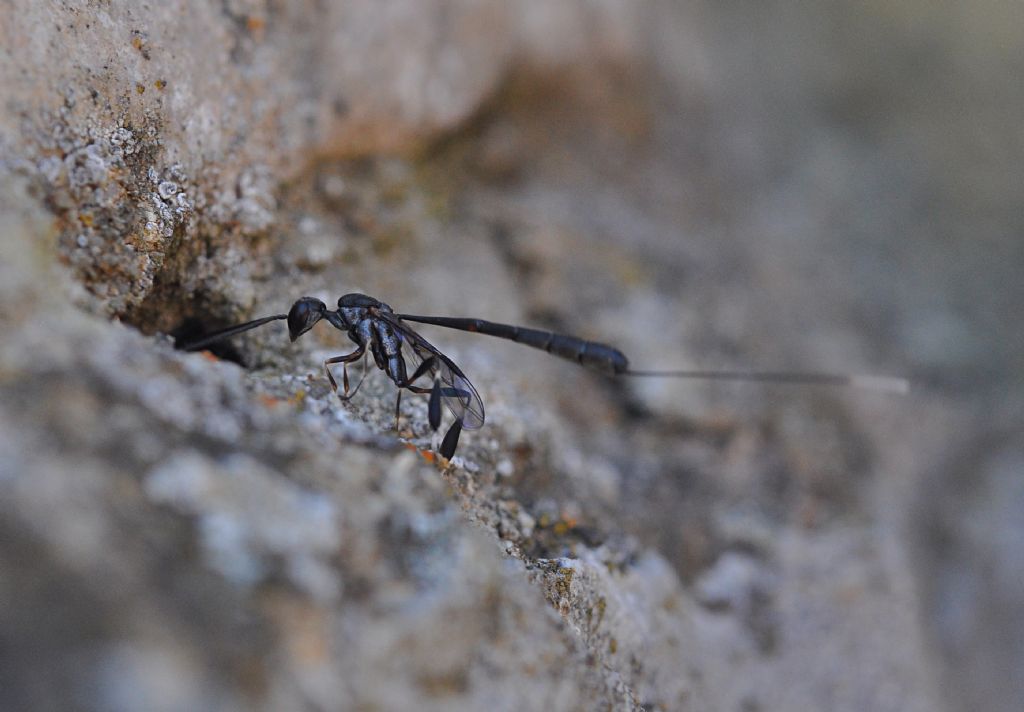 Gasteruptionidae: Gasteruption sp., femmina