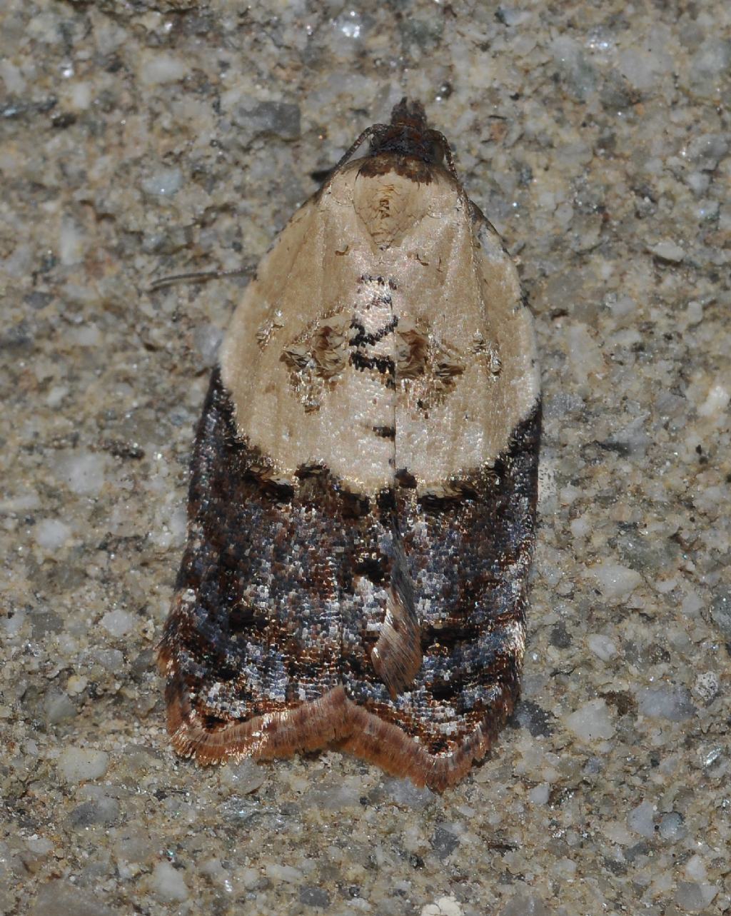 Micro da id: Acleris variegana, Tortricidae