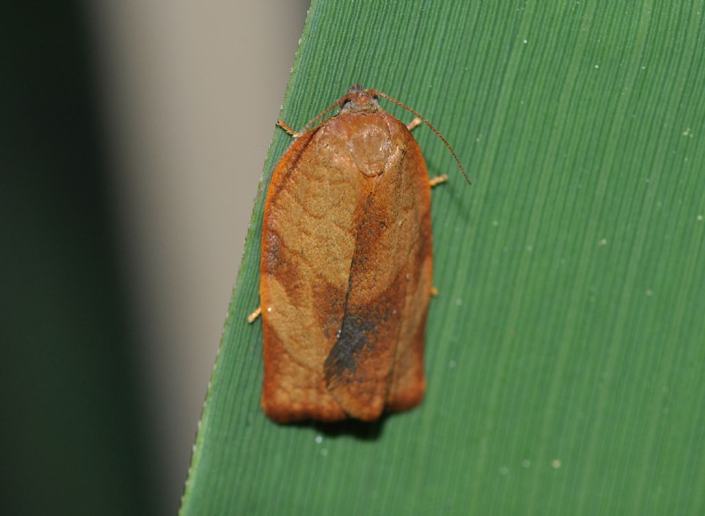 Cacoecimorpha pronubana - Tortricidae