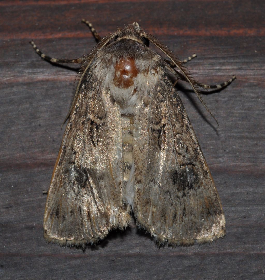 Noctuidae:  Agrotis cft. bigramma