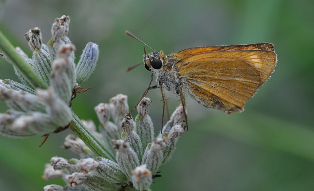 Hesperiidae da id