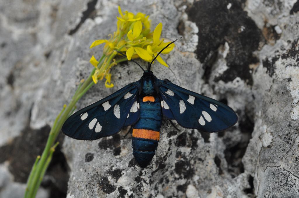 Amata cfr. kruegeri e Amata phegea  (Erebidae Arctiinae)