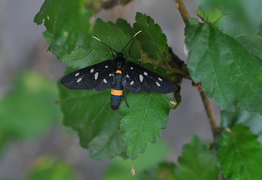 Amata cfr. kruegeri e Amata phegea  (Erebidae Arctiinae)