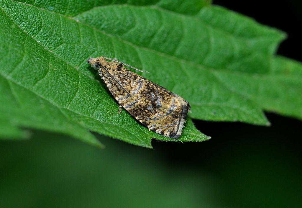 Celypha lacunana (Tortricidae)