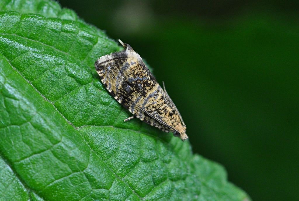 Celypha lacunana (Tortricidae)