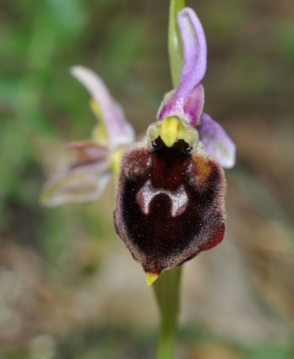 Ophrys da id