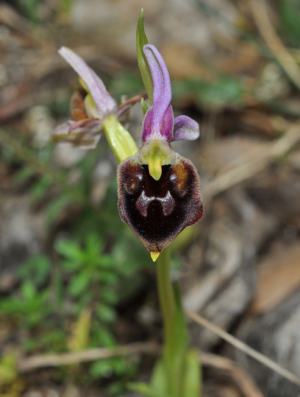 Ophrys da id