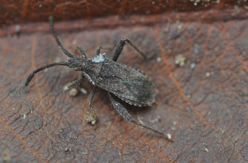 Coreidae: Coriomeris hirticornis