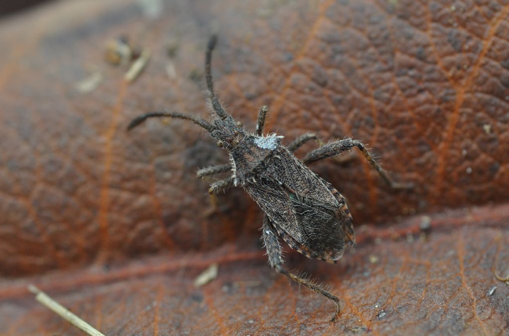 Coreidae: Coriomeris hirticornis