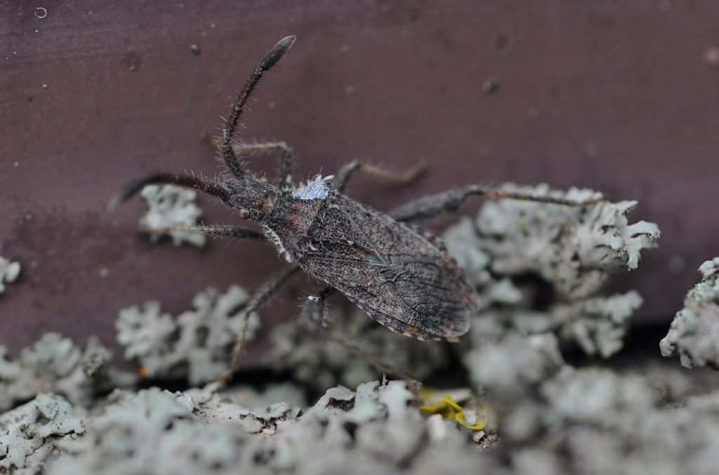 Coreidae: Coriomeris hirticornis