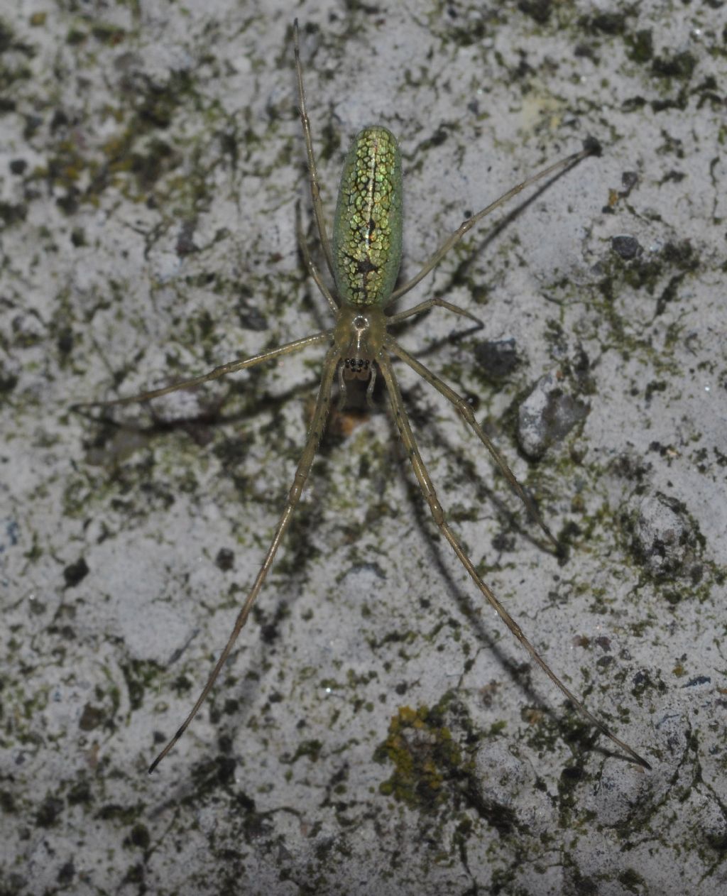 Tetragnatha sp. - Isso (BG)