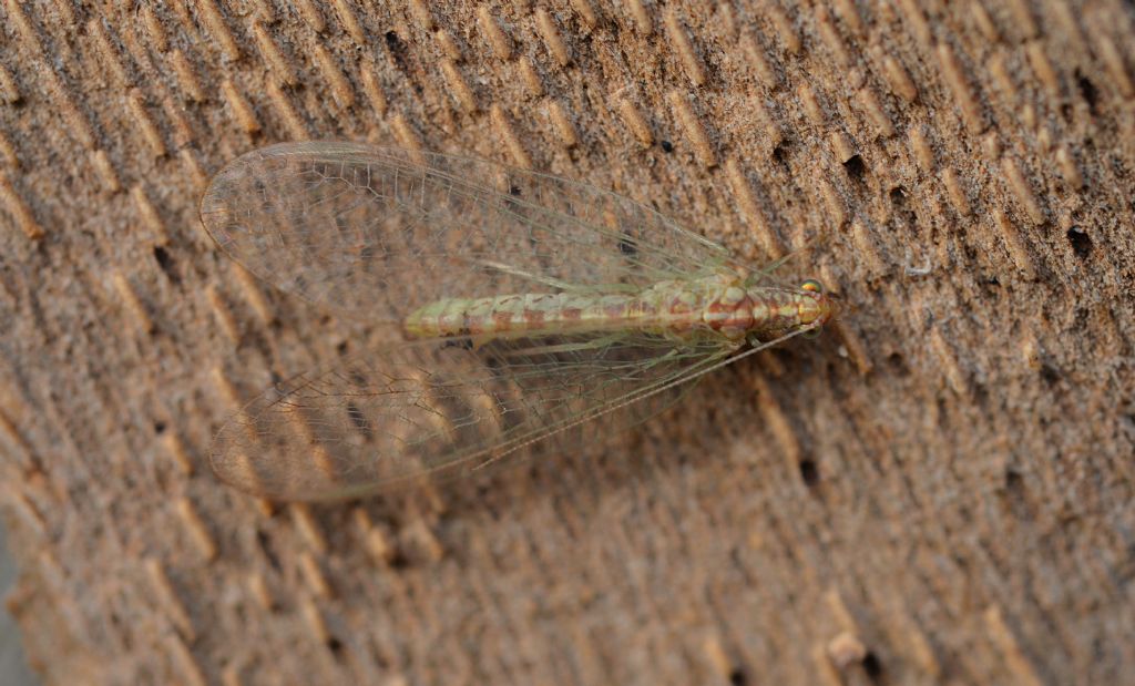 Chrysoperla cfr. pallida (in livrea invernale)