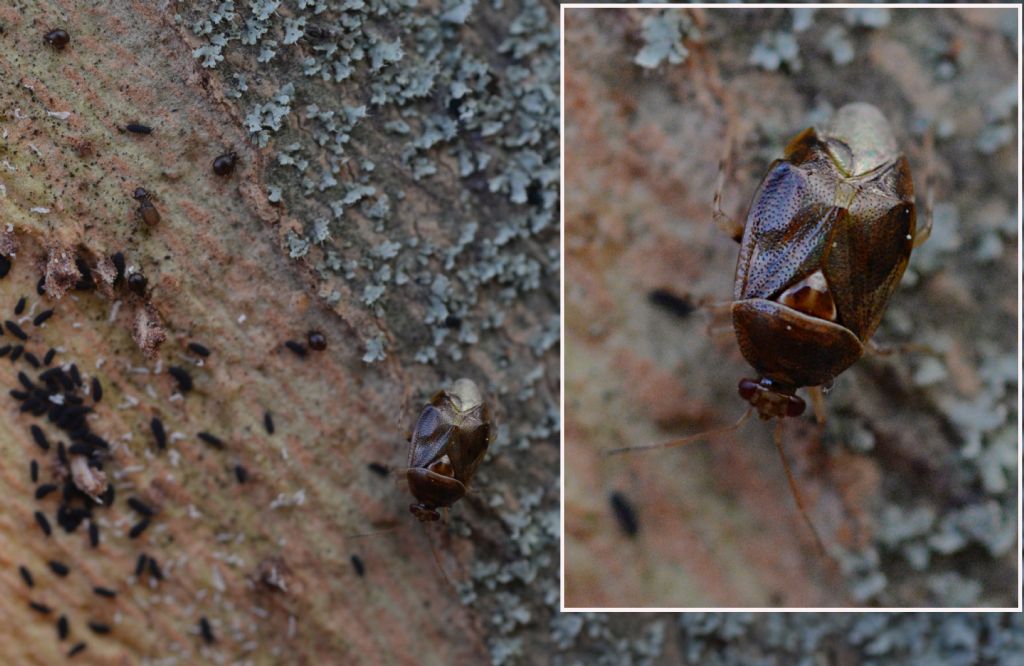 Miridae: Deraeocoris lutescens