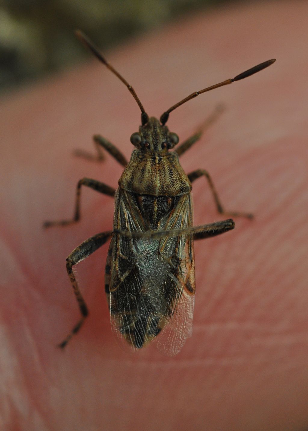 Rhopalidae: Stictopleurus sp.