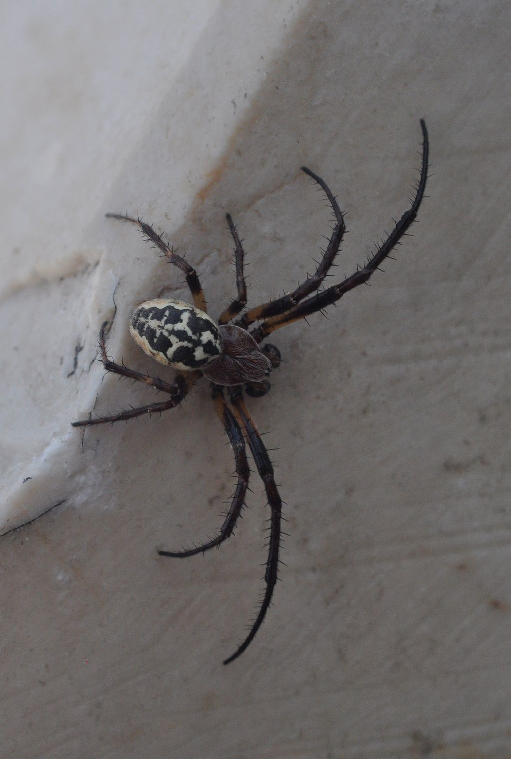 Larinioides sp., maschio - Punta Sabbioni (VE)