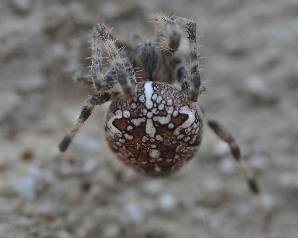 Araneus diadematus - Cavriglia (AR)