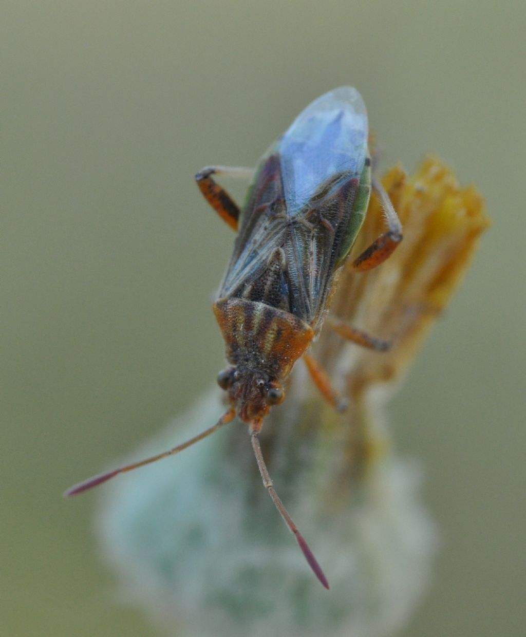 Rhopalidae:  Stictopleurus cfr. pictus