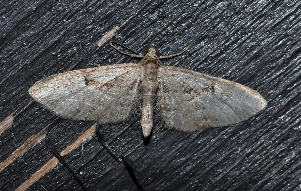 Geometridae da id (3) - Eupithecia sp.