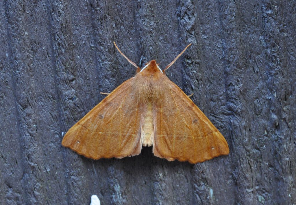 Geometridae da id (4) - Colotois pennaria