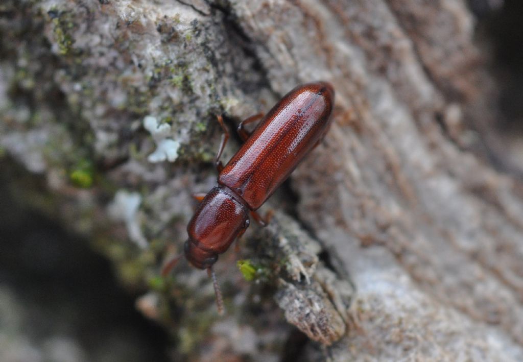 Tenebrionidae:  Corticeus unicolor