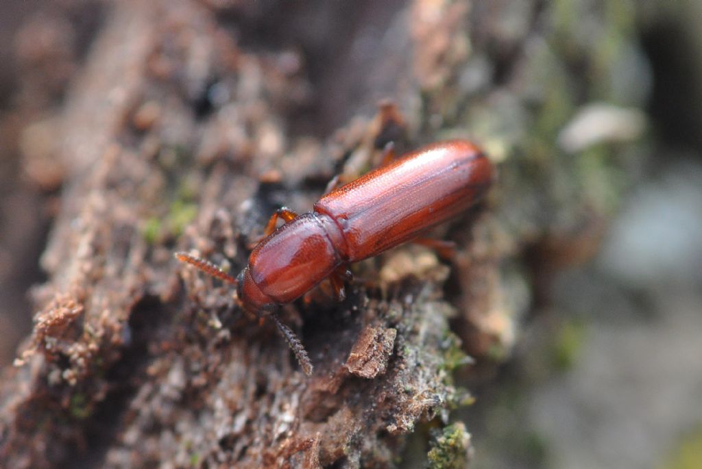 Tenebrionidae:  Corticeus unicolor