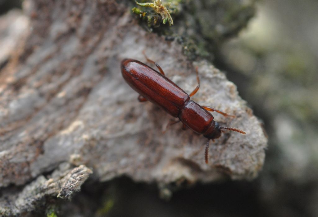 Tenebrionidae:  Corticeus unicolor